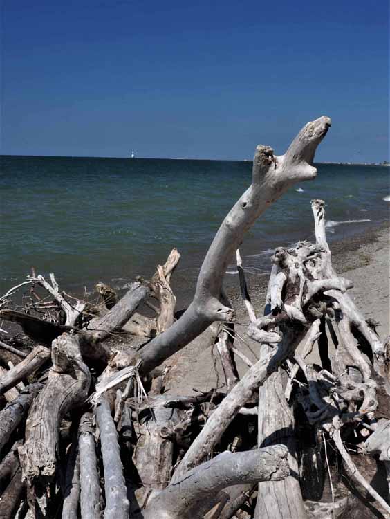 pile of driftwood